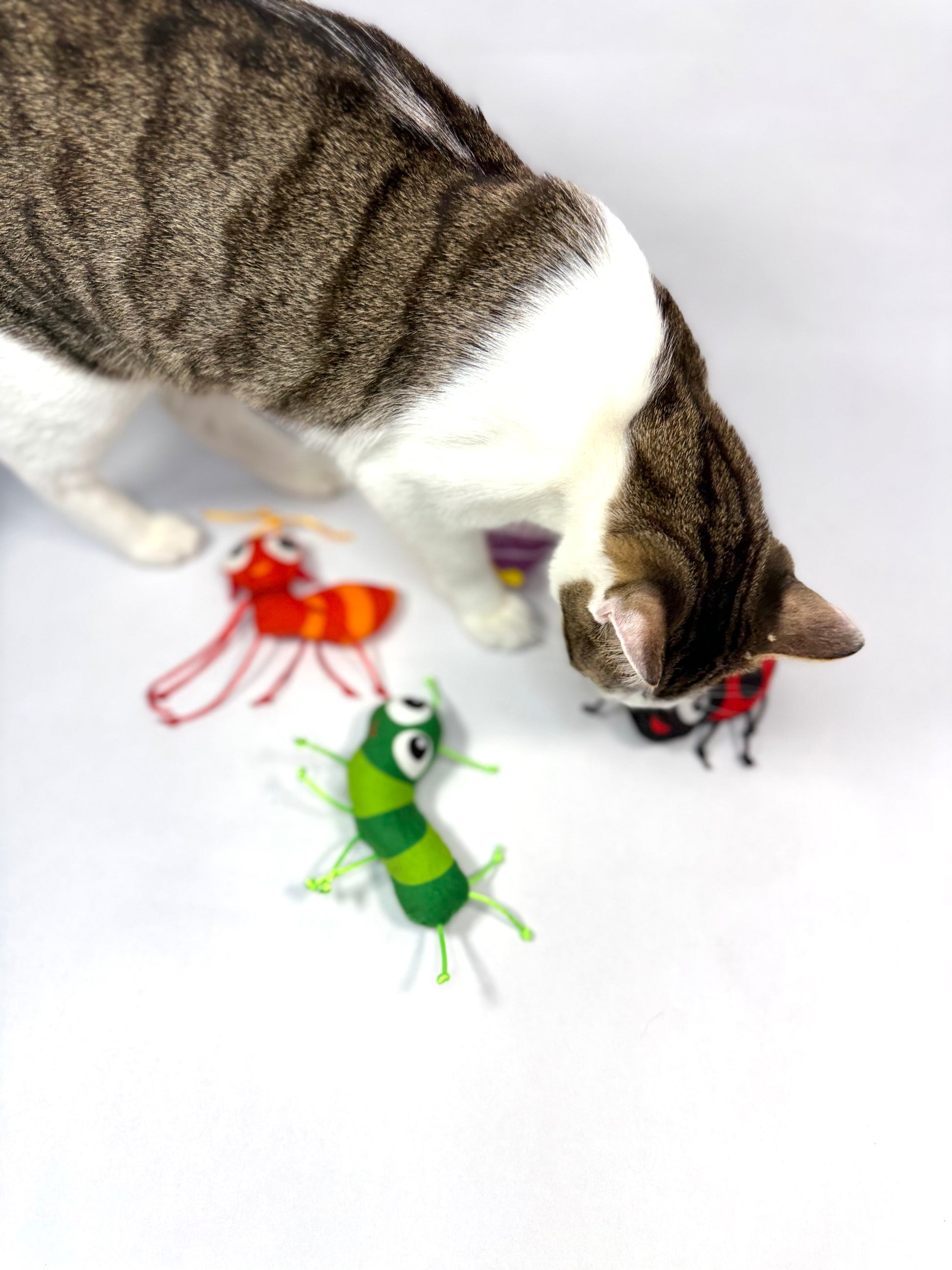 Yoinkin Cat Land Bugs Kickers