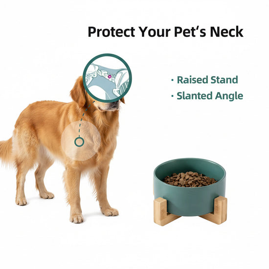 Yoinkin Modern Ceramic Pet Bowl with Bamboo Stand